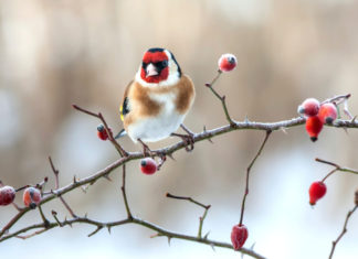 Il giardino in Inverno 590 0 063 Il giardino in Inverno